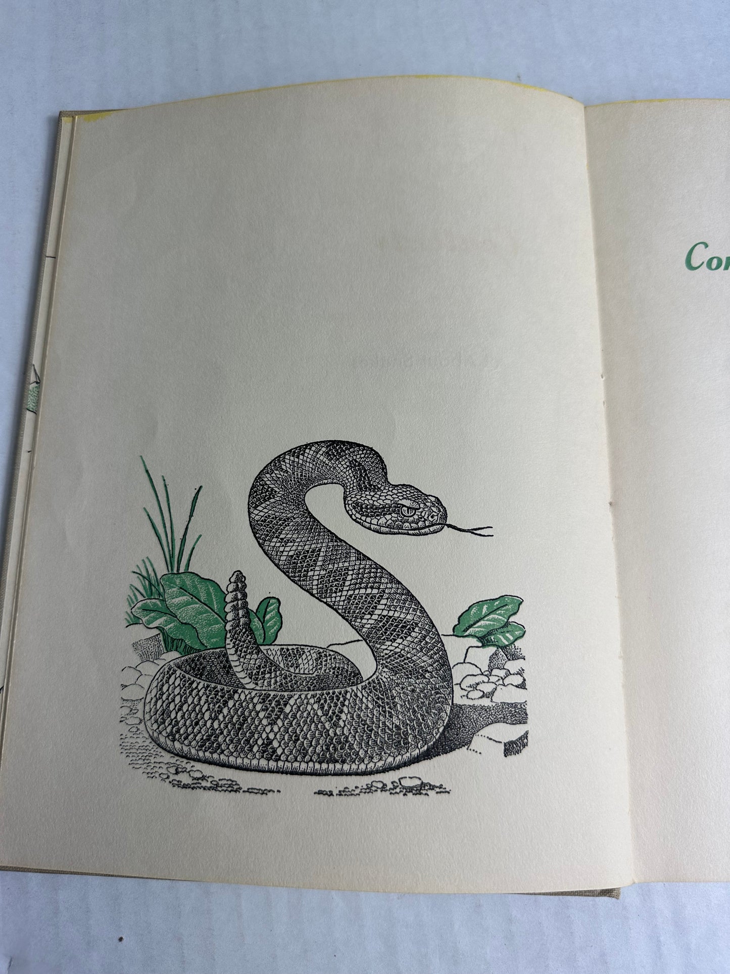 All About Snakes 1956