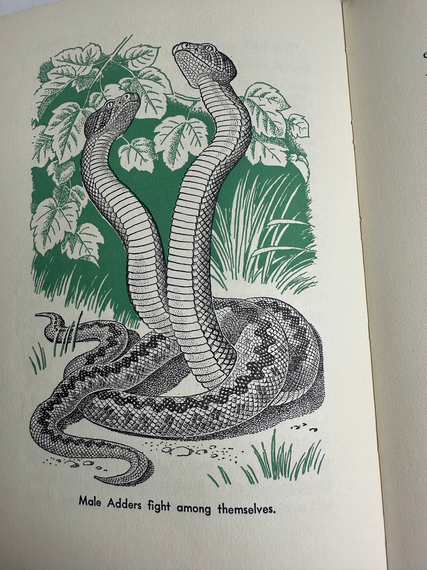 All About Snakes 1956