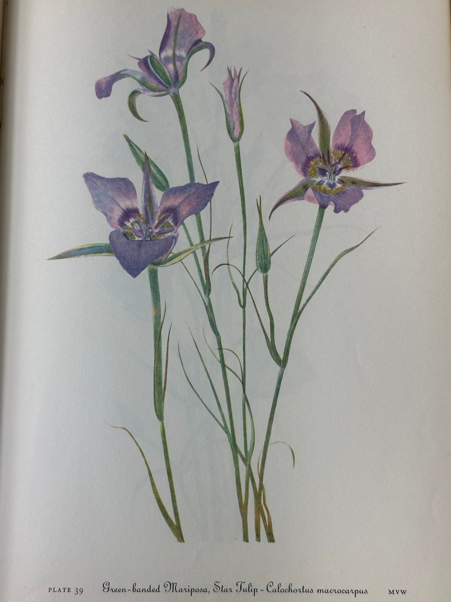 Wild Flowers of America Mary Walcott 1968