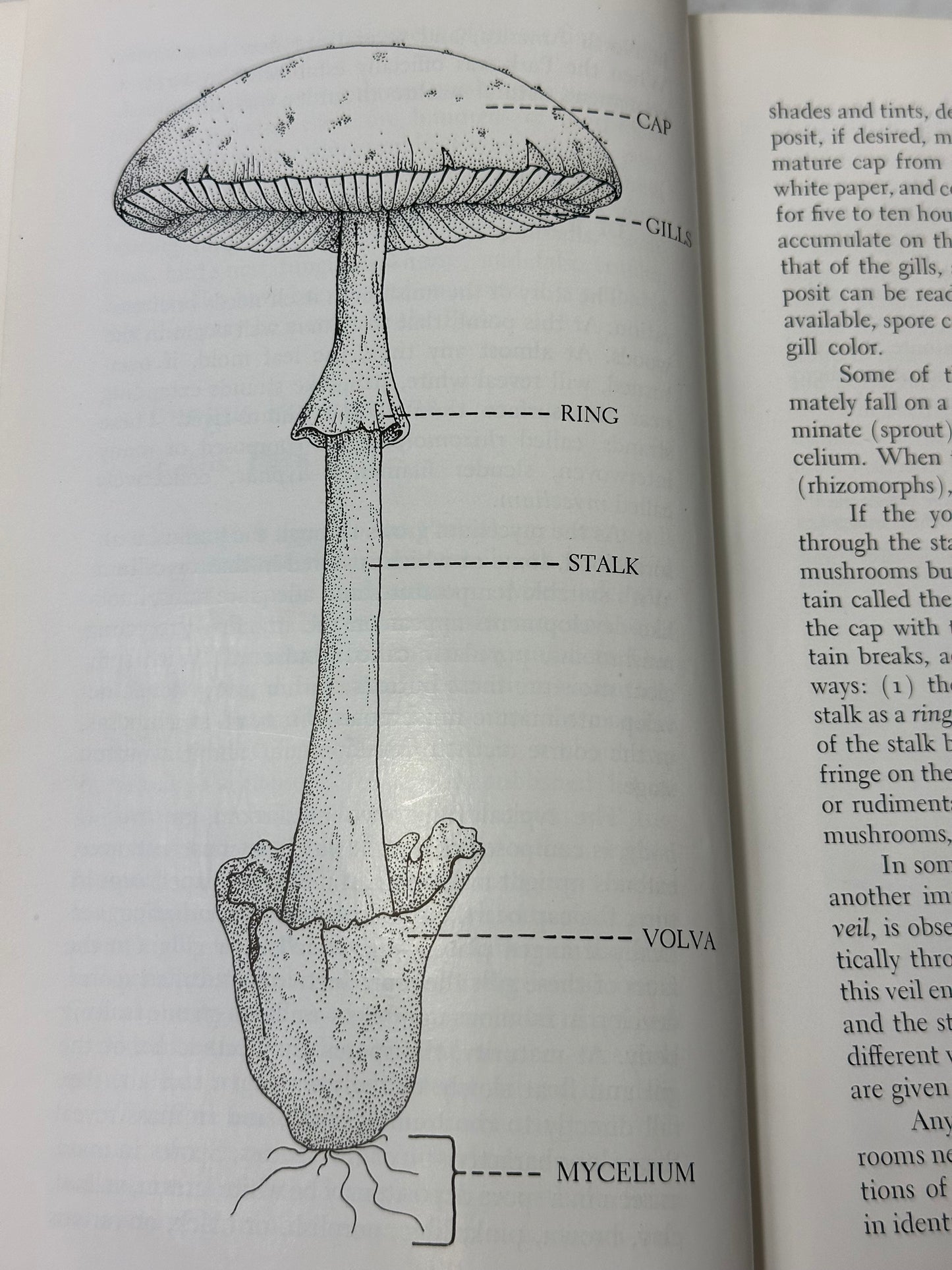 Mushrooms of the Great Smokies 1960 L. R. Hesler