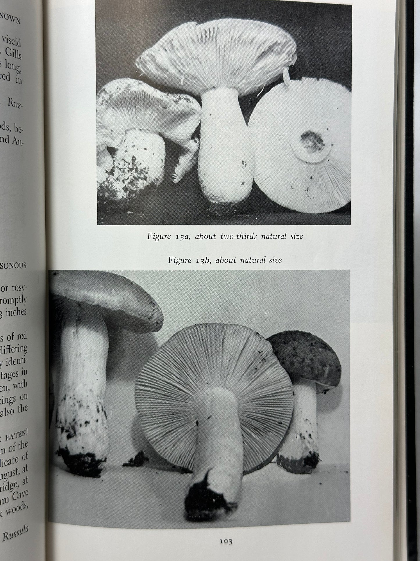 Mushrooms of the Great Smokies 1960 L. R. Hesler