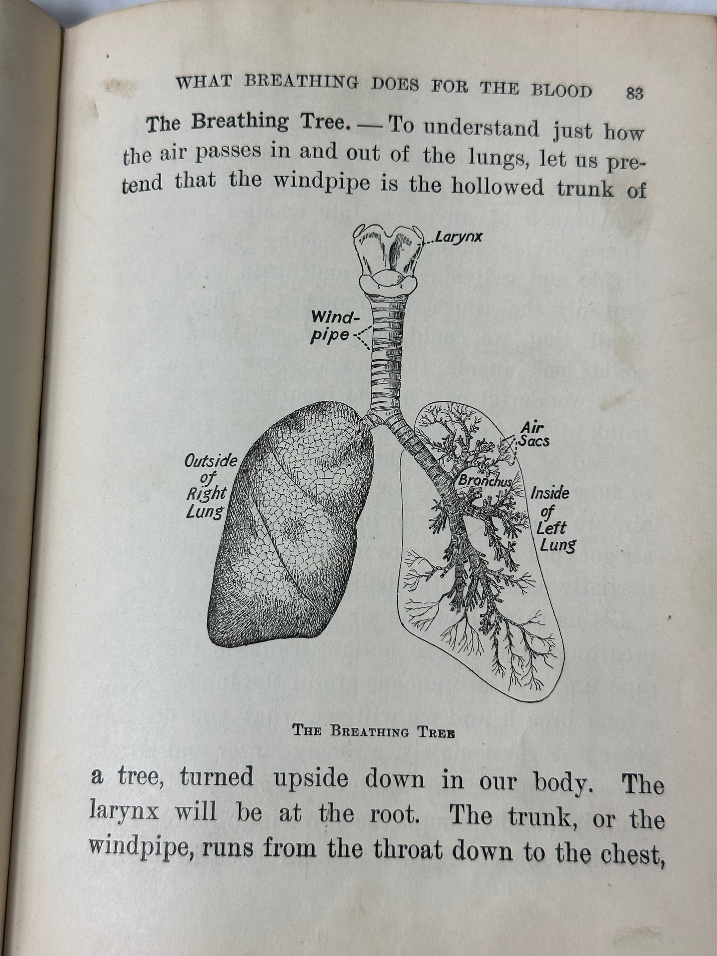 Introductory Physiology and Hygiene 1908 by Conn