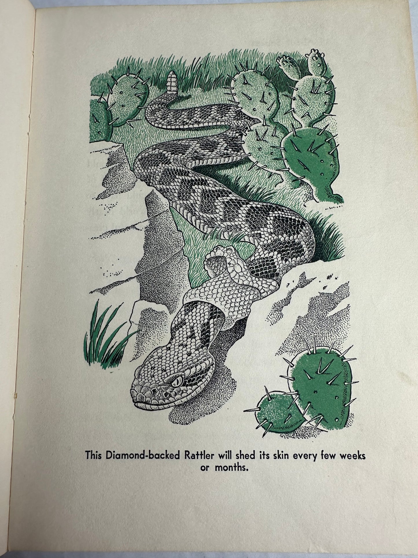 All About Snakes 1956