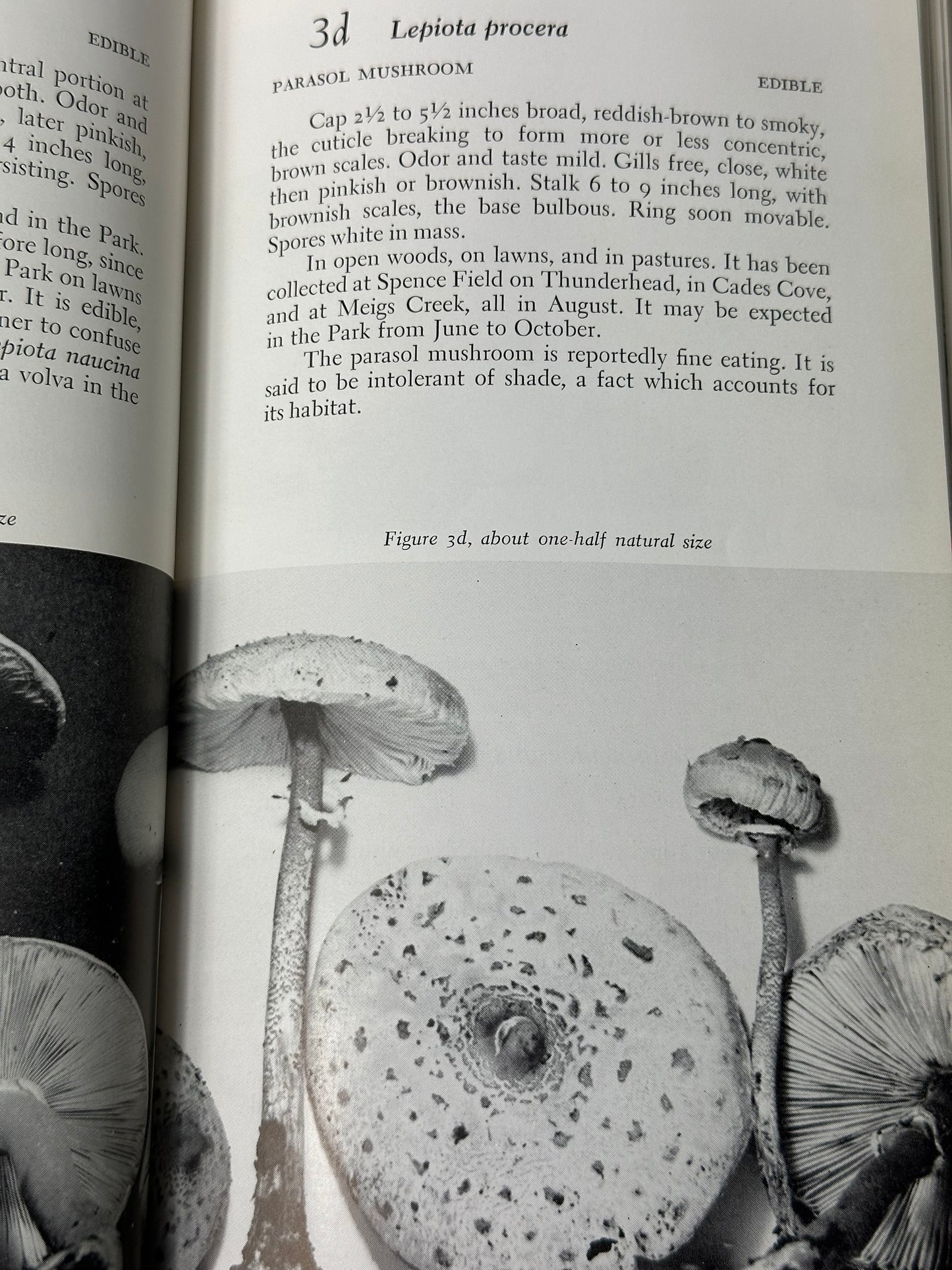 Mushrooms of the Great Smokies 1960 L. R. Hesler