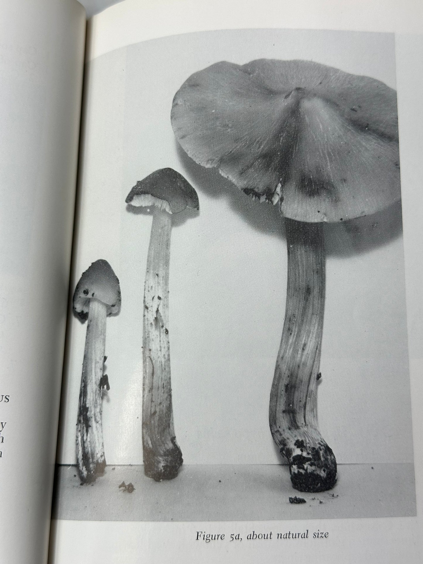 Mushrooms of the Great Smokies 1960 L. R. Hesler